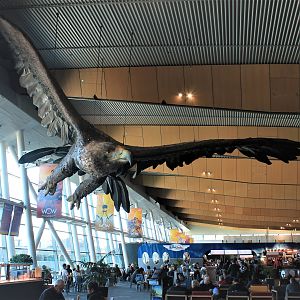 Eagle at Wellington Airport