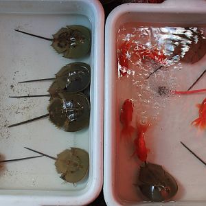 Horseshoe Crabs - Chatuchak Weekend Market, Oct 2019
