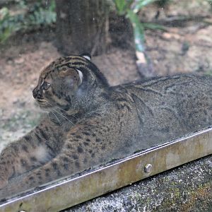 Marbled Cat (Pardofelis marmorata)