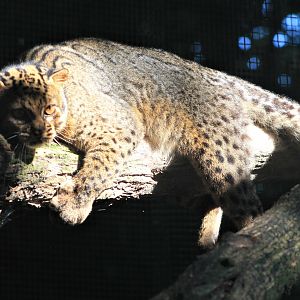 Marbled Cat (Pardofelis marmorata)