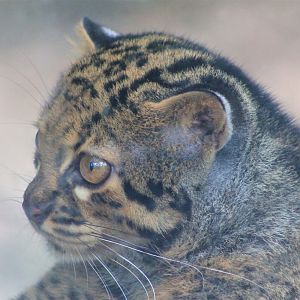 Marbled Cat (Pardofelis marmorata)