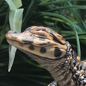Chinese Alligator hatchling