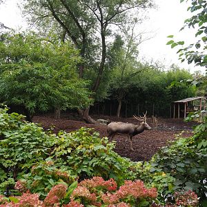 Père David's and Reeves's muntjac exhibit, 2019-10-05