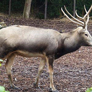 Père David's deer (Elaphurus davidianus), 2019-10-05