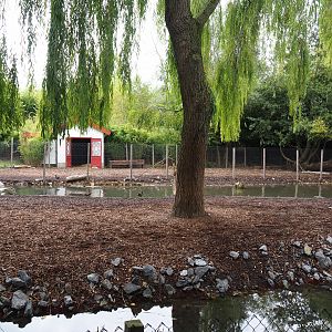 Père David's and Reeves's muntjac exhibit, 2019-10-05