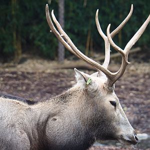 Père David's deer (Elaphurus davidianus), 2019-10-05