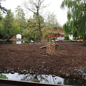 European white stork and Red-crowned crane exhibit, 2019-10-05
