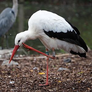 European white stork (Ciconia ciconia), 2019-10-05
