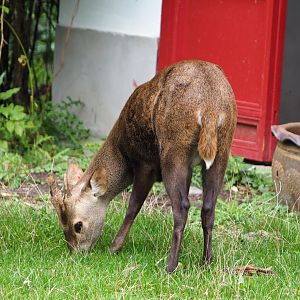 Hog deer (Axis porcinus porcinus), 2019-10-05