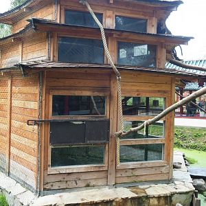 François' langur house, 2019-10-05