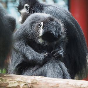 François' langur (Trachypithecus francoisi), 2019-10-05