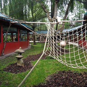 François' langur exhibit, 2019-10-05
