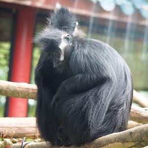 François' langurs (Trachypithecus francoisi), 2019-10-05