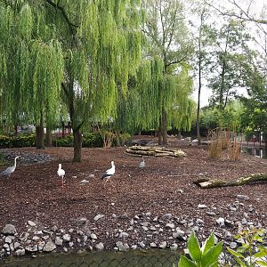 European white stork and Red-crowned crane exhibit, 2019-10-05