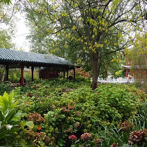 Florida Sandhill crane exhibit, 2019-10-05