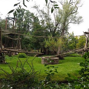 Central Chinese goral and Southern yellow-cheeked gibbon island, 2019-10-05