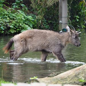 Central Chinese goral (Naemorhedus griseus arnouxianus), 2019-10-05