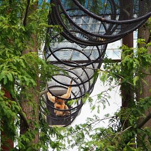 Mesh tunnel for the southern yellow-cheeked gibbons, 2019-10-05