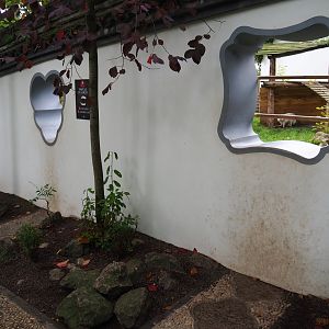 Chinese wall around the raccoon dog exhibit with viewing windows, 2019-10-05