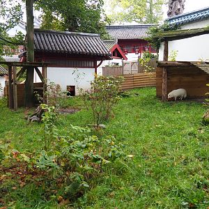 Raccoon dog exhibit, 2019-10-05