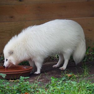Leucistic raccoon dog (Nyctereutes procyonoides), 2019-10-05