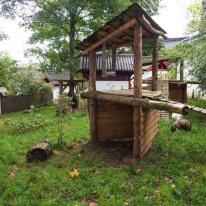 Raccoon dog exhibit, 2019-10-05