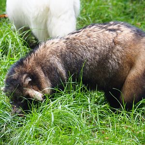 Raccoon dog (Nyctereutes procyonoides), 2019-10-05