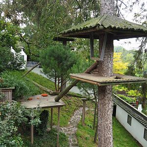 Red panda exhibit, 2019-10-05