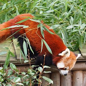 Red panda (Ailurus fulgens), 2019-10-05