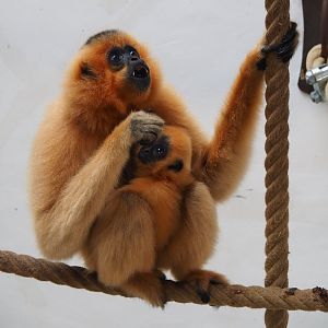 Female Southern yellow-cheeked gibbon (Nomascus gabriellae) with baby, 2019-10-05