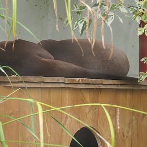 Sleeping Giant otters (Pteronura brasiliensis), 2019-10-05