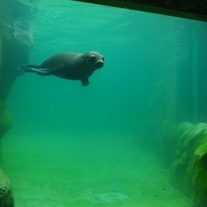 Underwater view Cape fur seals (Arctocephalus pusillus pusillus), 2019-10-05