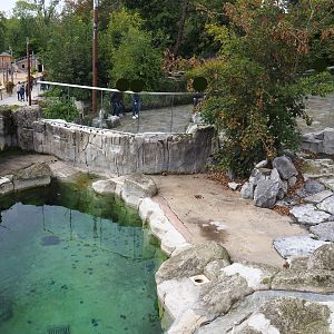 Cape fur seal exhibit, 2019-10-05