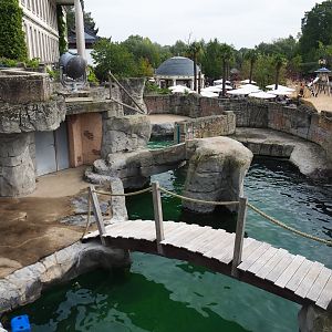 Cape fur seal exhibit, 2019-10-05