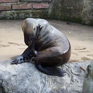 Cape fur seal (Arctocephalus pusillus pusillus), 2019-10-05