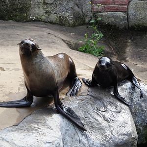 Cape fur seals (Arctocephalus pusillus pusillus), 2019-10-05