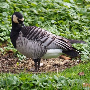 Barnacle goose (Branta leucopsis), 2019-10-05