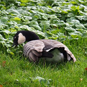Small cackling goose (Branta hutchinsii minima), 2019-10-05