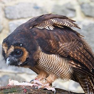 Brown wood owl  (Strix leptogrammica) eating a mouse, 2019-10-05