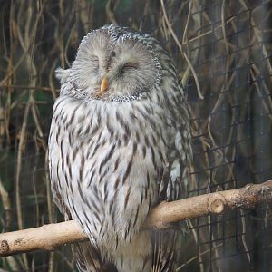 Ural owl (Strix uralensis), 2019-10-05