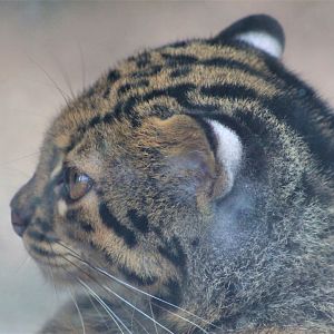 Marbled Cat (Pardofelis marmorata)