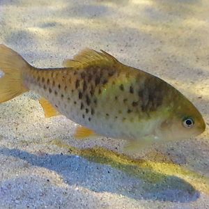 Barbodes lateristriga