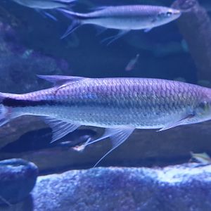 Luciosoma spilopleura