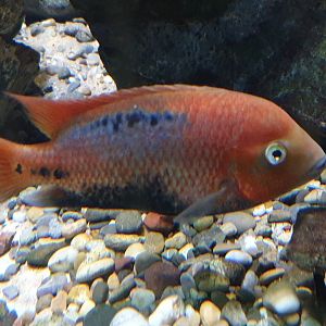 Cichlid ID