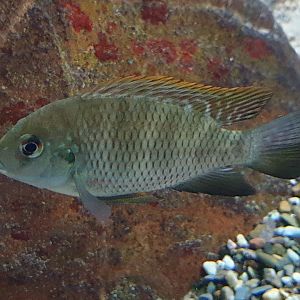 Cichlid ID