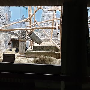 First Spider monkey enclosure