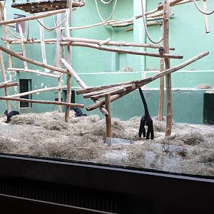 Second Spider monkey enclosure