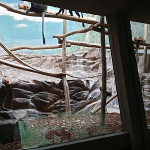 Owl-faced monkey enclosure