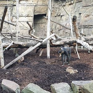 Mandril enclosure - outdoors