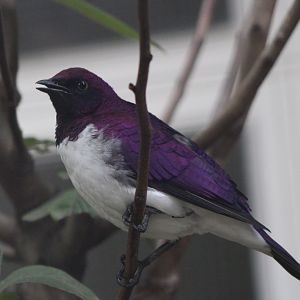 Amethyst starling - male